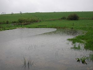 Der T&uuml;mpel in der Auwiese II