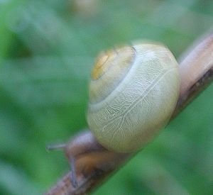 Wasserfeste Schnecken