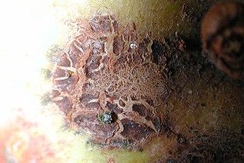 Ein Pilz auf einem Apfel
