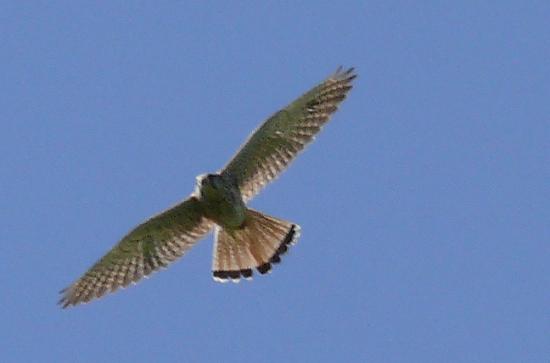 Turmfalke