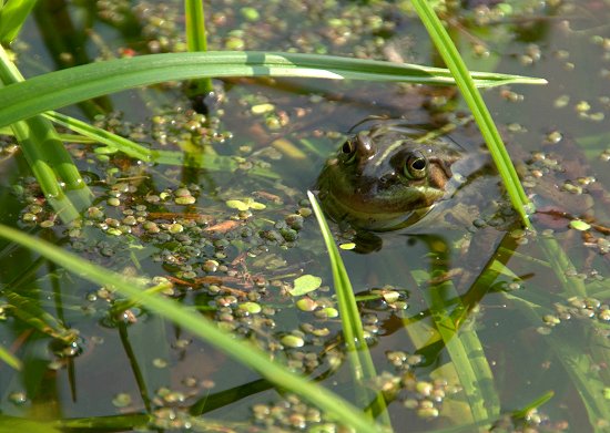 Grünfrosch im Auwiesentümpel