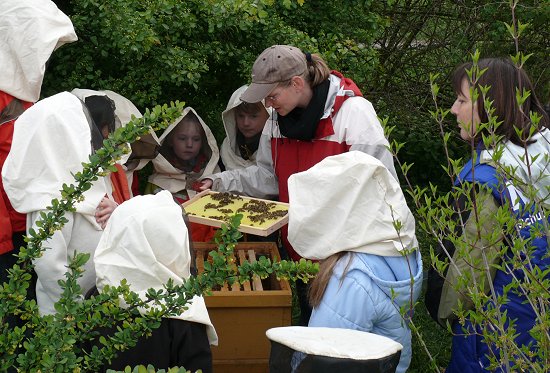 Am Bienenstock