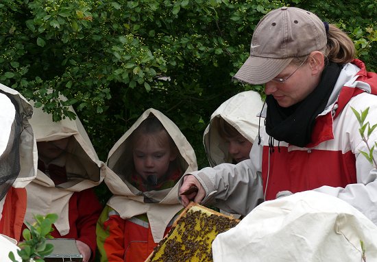 Blick auf die fleißigen Bienen