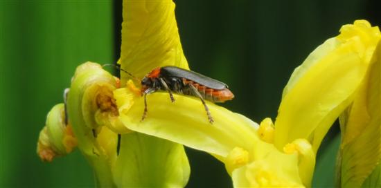 Ein Soldatenkäfer auf der Blüte einer Sumpfschwertlilie