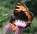 Kleiner Fuchs