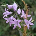 Wiesenglockenblume